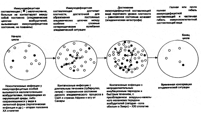 модель глобального многовекового цикла быстрых (использующих первую стратегию паразитизма) и медленных (использующих вторую и третью стратегии паразитизма) инфекций