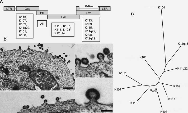 Рис. 4. Синтезированный вирус HERV - K CON . 