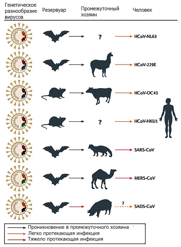 Вирусы и природа их происхождения