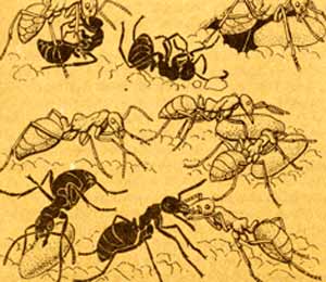 Нападение муравьев-рабовладельцев (Polyergus rufescens), изображенных светлым цветом, на рыжих муравьев (Formica fuscae) и захват их куколок. Все виды муравьев-рабовладельцев без своих рабов в гнезде погибают. Люди-клоны по совокупности своих генетических признаков в последующих поколениях не смогут конкурировать с людьми нормального  генотипа, поэтому они законодательно закрепят свой более высокий социальный статус.