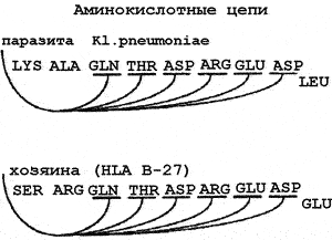 Рис. 12. Схема антигенной мимикрии между Kl. pneumoniae и HLA человека. Гомологичный участок Kl. pneumoniae и антигены гистосовместимости человека (HLA B-27) имеют 6 из 9 пар сходных аминокислот [Бухарин О.В., Усвяцов Б.Я., 1996]