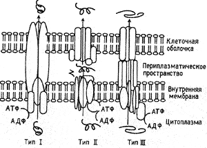 Рис. 13. Схема типов систем секреции бактерий. Для осуществления секреции все системы используют энергию АТФ-гидролиза. I и III типы секретируют белки через внутреннюю мембрану и клеточную оболочку бактерии за одну стадию; секретируемые белки не делают промежуточной остановки в периплазматическом пространстве, как это наблюдается при II типе секреции. Системы I и III типа сходны еще тем, что они не удаляют какой-то части секретируемого белка. В противоположность этому, N-концы белков, секретируемых по второму пути, утрачиваются ими при прохождении периплазматического пространства. Первый тип систем секреции представлен значительно меньшим количеством компонентов, чем третий (на рисунке это показано различающимися по форме и размеру белками). Третий тип секреции зависит от контакта с поверхностью эукариотической клетки [Galbn J., 1996]