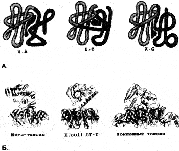 Рис. 20. «Мультидоменная» структура бактериальных токсинов. А. Общий принцип, по которому наложение двух различных белковых поверхностей в процессе эволюции приводит к появлению белков, содержащих новые центры связывания для других молекул — лигандсвязывающие центры часто располагаются в месте соприкосновения двух белковых доменов [Альберте Б. с соавт., 1994]. Б. Пространственные ленточные модели кристаллов шига-токсина S. dysenteriae [Frasier M. et al., 1994], температуро-лабильного токсина кишечной палочки [Sixma Т. et al., 1993] и коклюшного токсина [Stein P. et al., 1994]. Несмотря на выраженное конформационное сходство, каждый из этих белков имеет собственную эволюционную историю. Наличие большого количества доменов, независимо свертывающихся в разных частях молекул, свидетельствует о происхождении этих токсинов путем объединения генов различных глобулярных белков