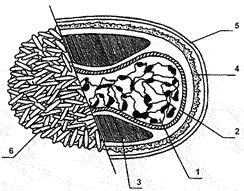 Рис. 25. Структура внеклеточного вириона ортопоксвирусов. 1 — сердцевина, 2 — мембрана сердцевины, 3 — боковые тела, 4 — поверхностная мембрана IMV, липопротеидная оболочка EEV, 6 — трубчатые структуры поверхностной мембраны IMV.