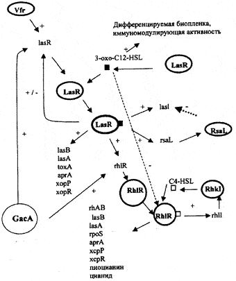 Рис. 9. Схематическое изображение регуляции генов патогенности Pseudomonas aeruginosa. Система сигналов las, передаваемых от клетки к клетке, в иерархическом каскаде контролируется посредством сигнальной системы белка rhi Комплекс LasR/-3-oxo-C12-HSL активирует транскрипцию rhlR. 3-охо-12HSL блокирует активацию RhlR посредством C4-HSL. Сама las-система контролируется позитивно — посредством Vfr и GacA, и негативно — посредством RsaL. 3-oxo-C12-HSL требуется для дифференциации биопленки и обладает иммуномодуляторной активностью. Обе сигнальные системы регулируют экспрессию различных генов (lasB — LasB-эластаза; lasA — LasA-эластаза; toxA — экзотоксин А; арrА — щелочная протеаза хсрР и xcpR — гены хср-секреторного пути; rhlАВ — рамнозилтрансфераза, требуемая для продукции рамноллипида; rpoS — сигма-фактор стационарной фазы [Van Delden С, Iglewski В., 1998]