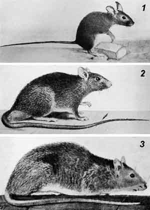 Рис. 35.5. Три вида домашних грызунов: 1— Mus. musculus; 2 — Rattus rattus; 3 — Rattus norve-gicus (Wu Lien Ten U.A. et al., 1936)