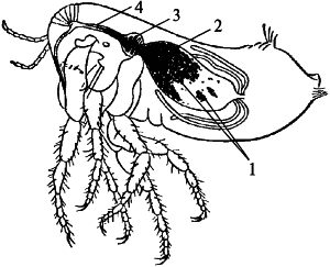 Рис. 1.23. Изображение «блокированной» блохи. 1 — комки бактерий чумы («чумной блок»); 2 — желудок; 3 — преджелудок; 4 — пищевод, запробкованный бактериями чумы. По L. F. Hirst (1953)