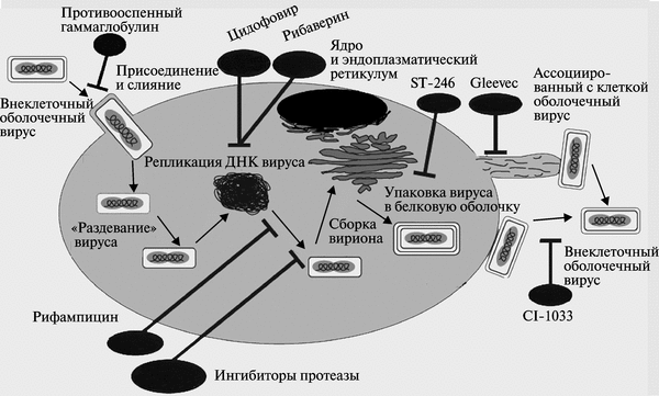 Рис. 3.101. Схематическое изображение цикла репликации поксвирусов с указанием «точек воздействия» антивирусных препаратов