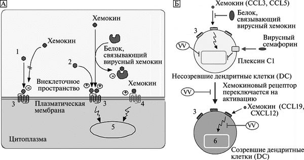 Рис. 3.102. Модуляция хемокиновой системы ортопоквирусами.
