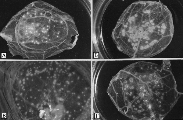 Рис. 3.87. Внешний вид оспенных пустул (pocks) на поверхности хорионаллантоисной оболочки, образованных различными видами Orthopoxvirus.