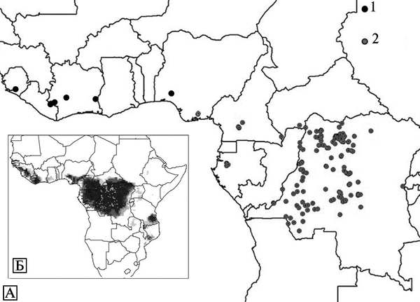 Рис. 3.95. Известные и возможные ареалы оспы обезьян на африканском континенте.